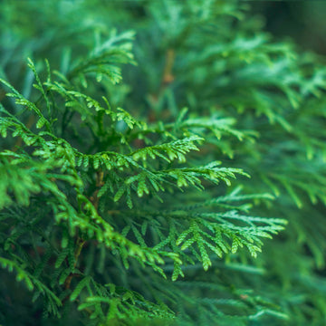 Cypress