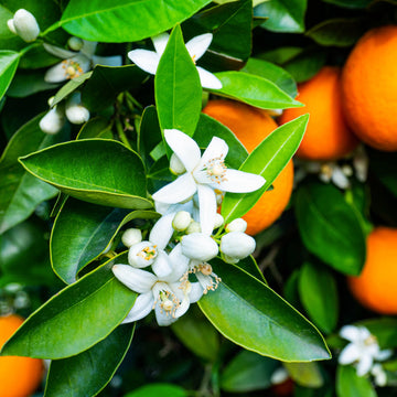 Florida Orange Blossom