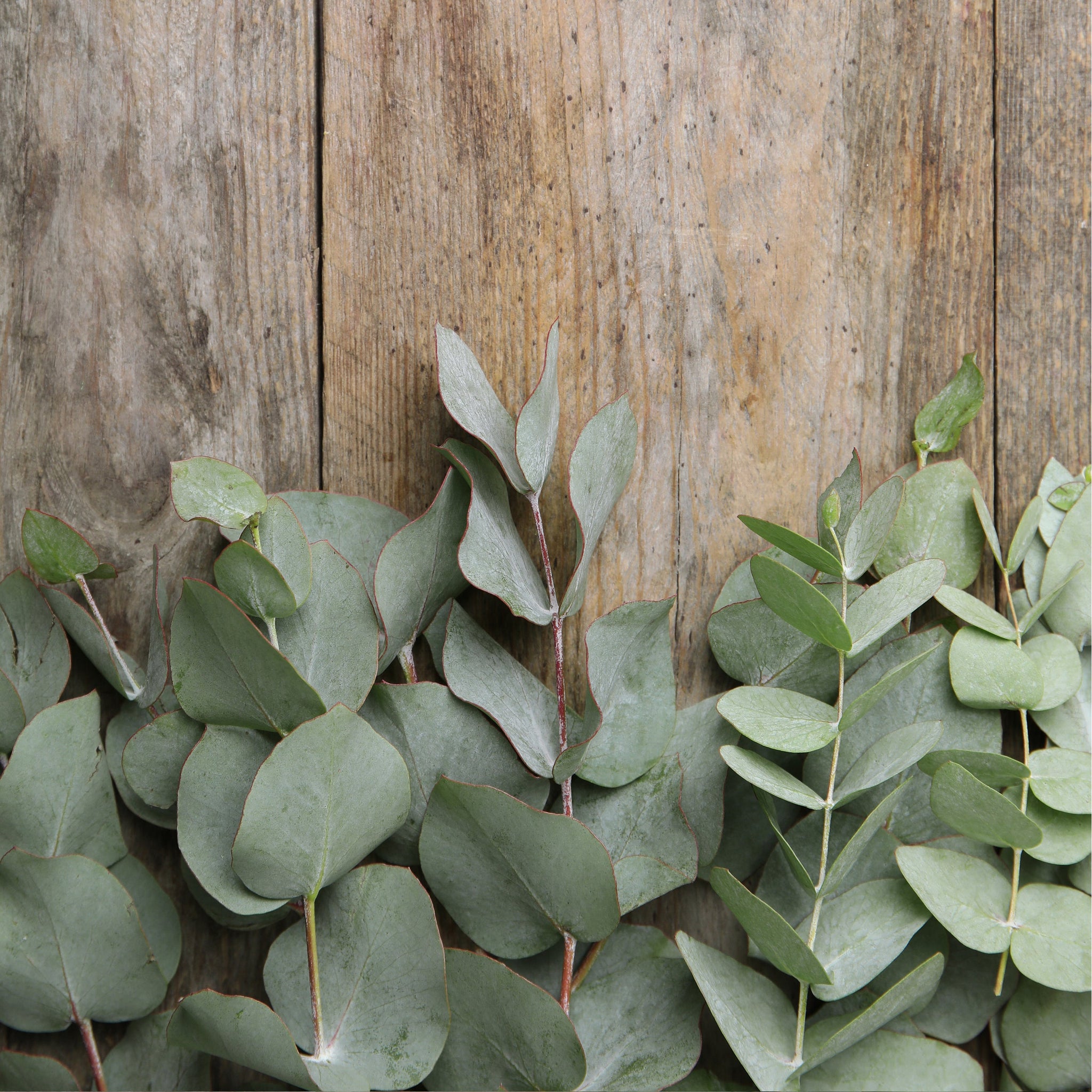 Eucalyptus