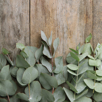 Eucalyptus