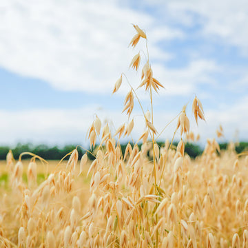 Wheat Field