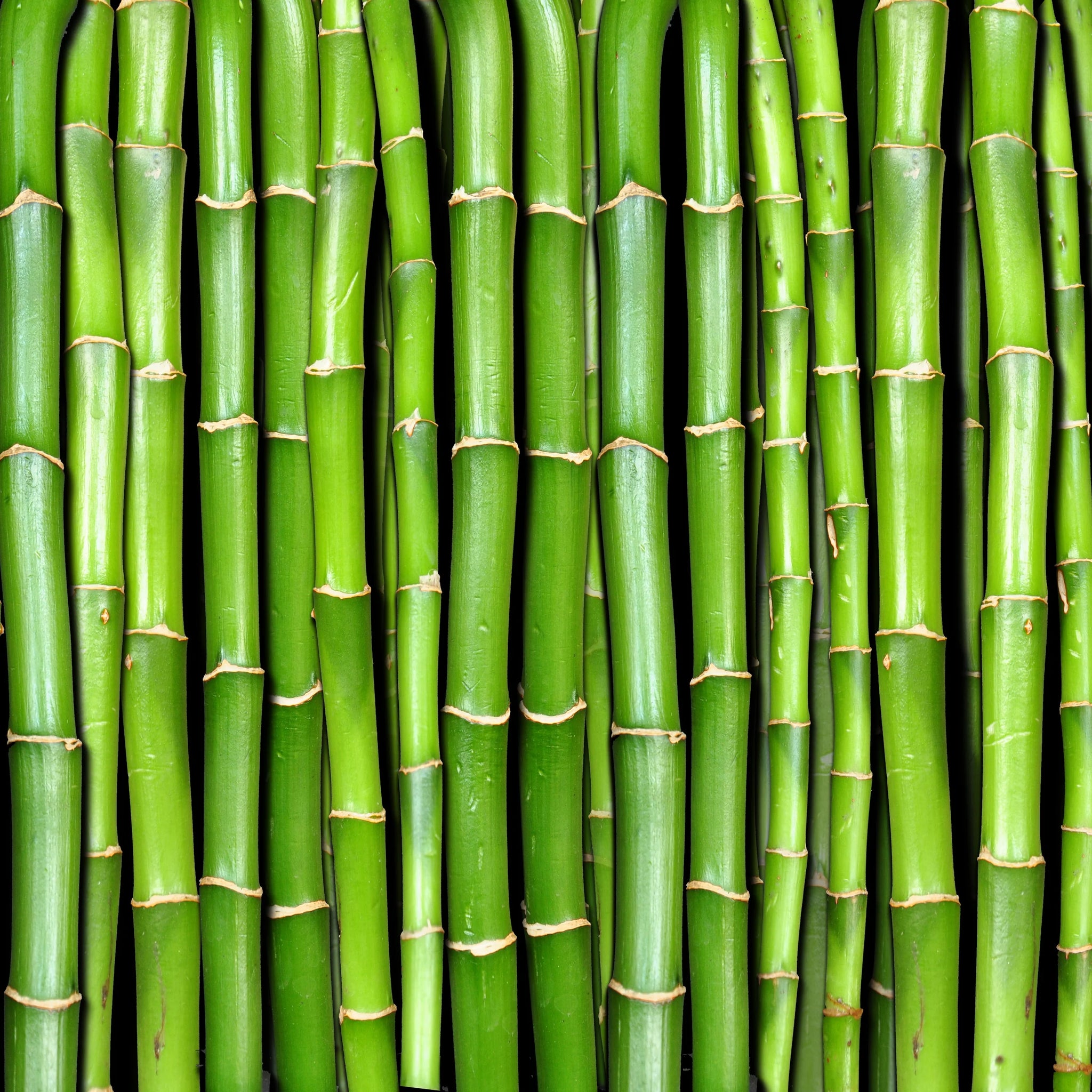 Bamboo