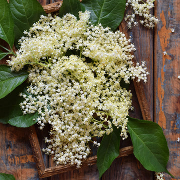 Elderflower