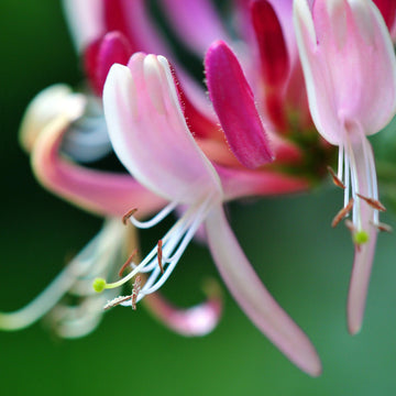 Honeysuckle