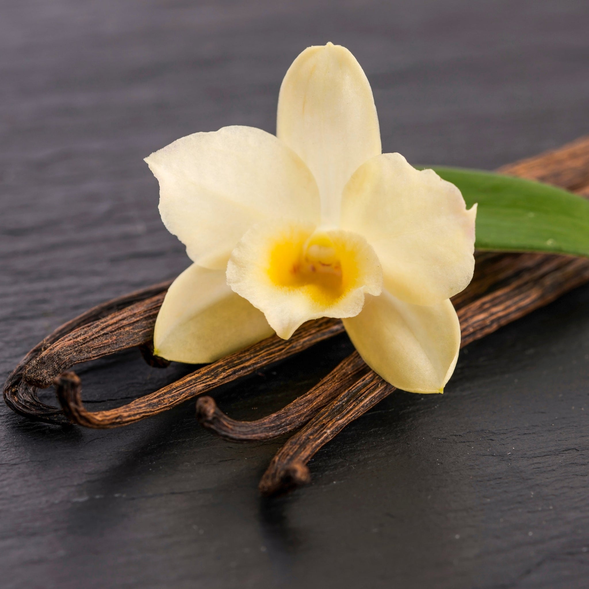 Vanilla Bean