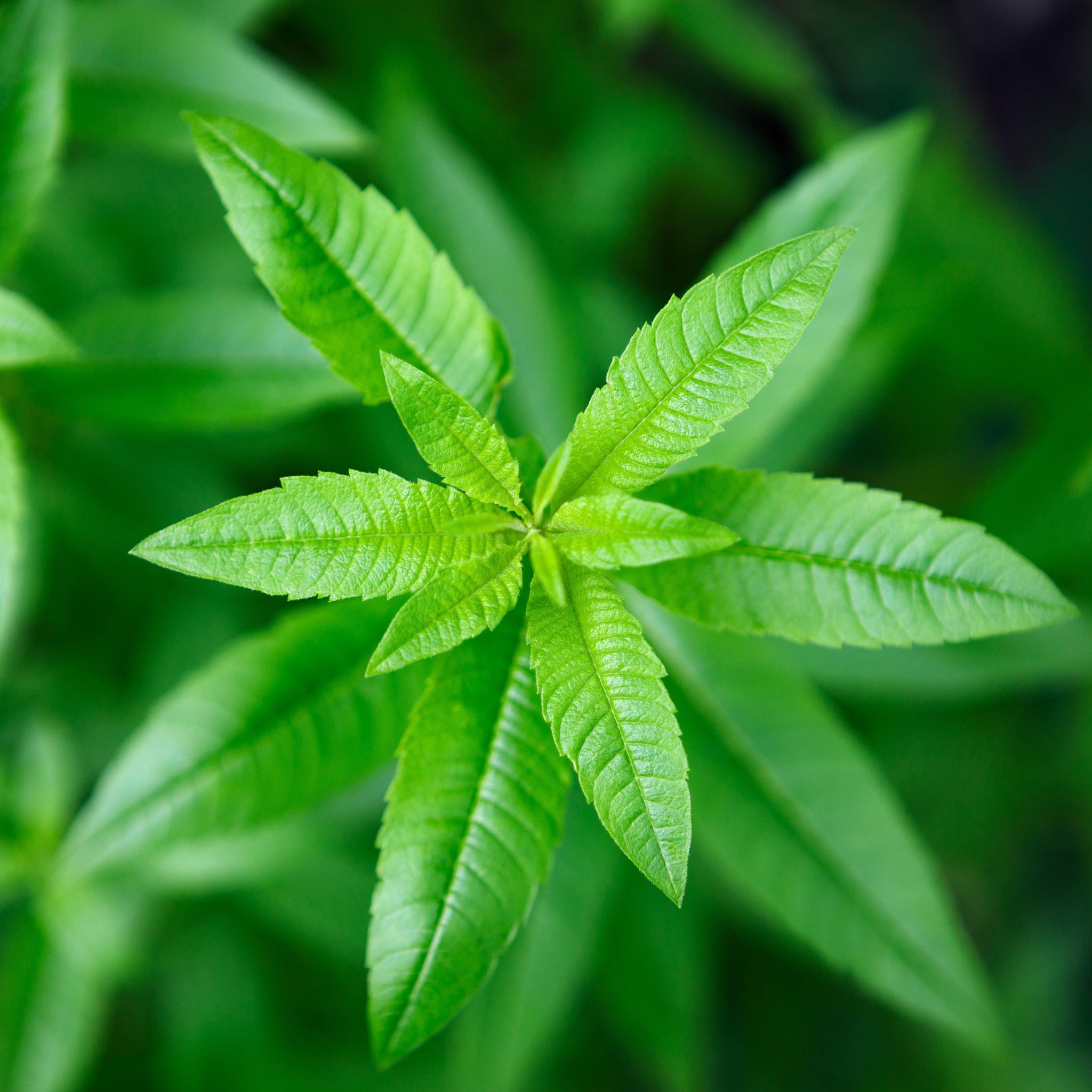 Verbena