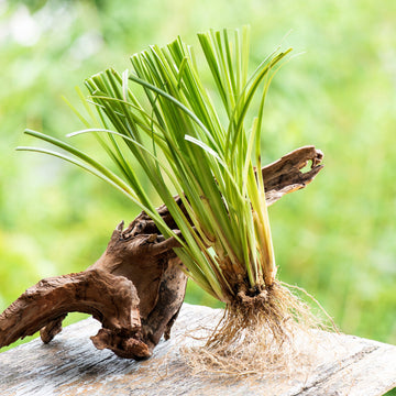 Vetiver
