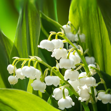 Lily of the Valley
