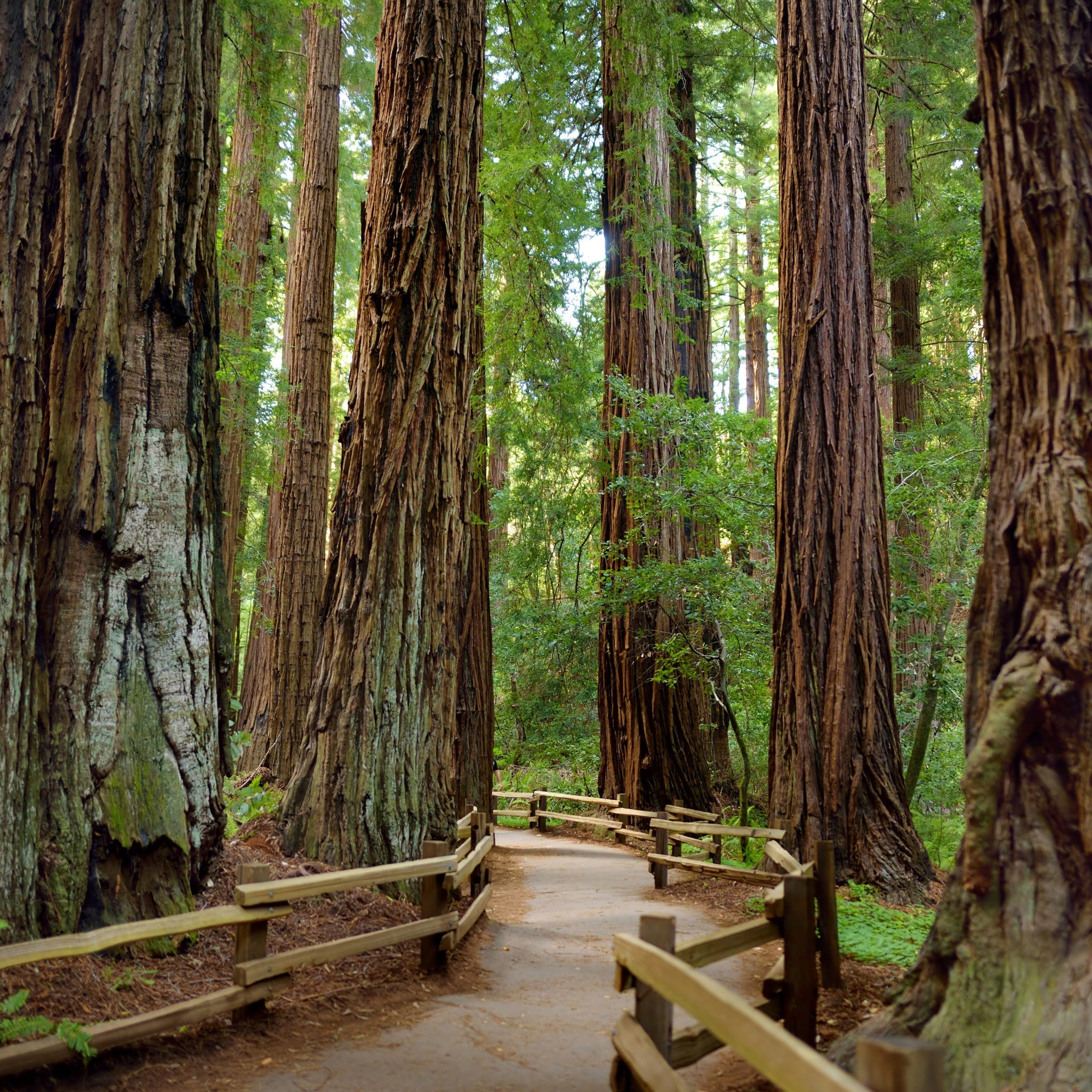 Sequoia & Cedar