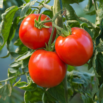 Tomato Leaf