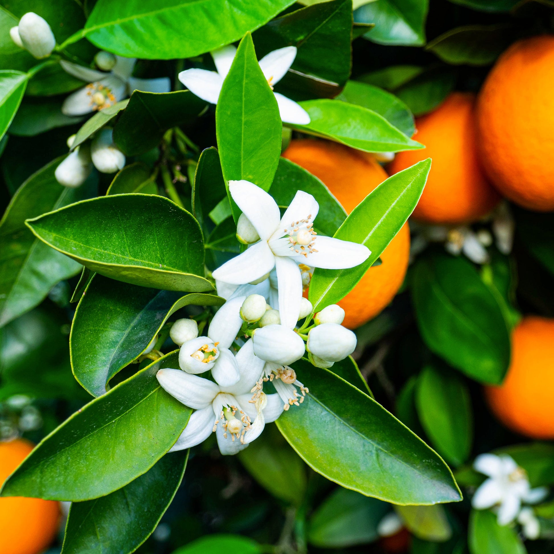 Florida Orange Blossom