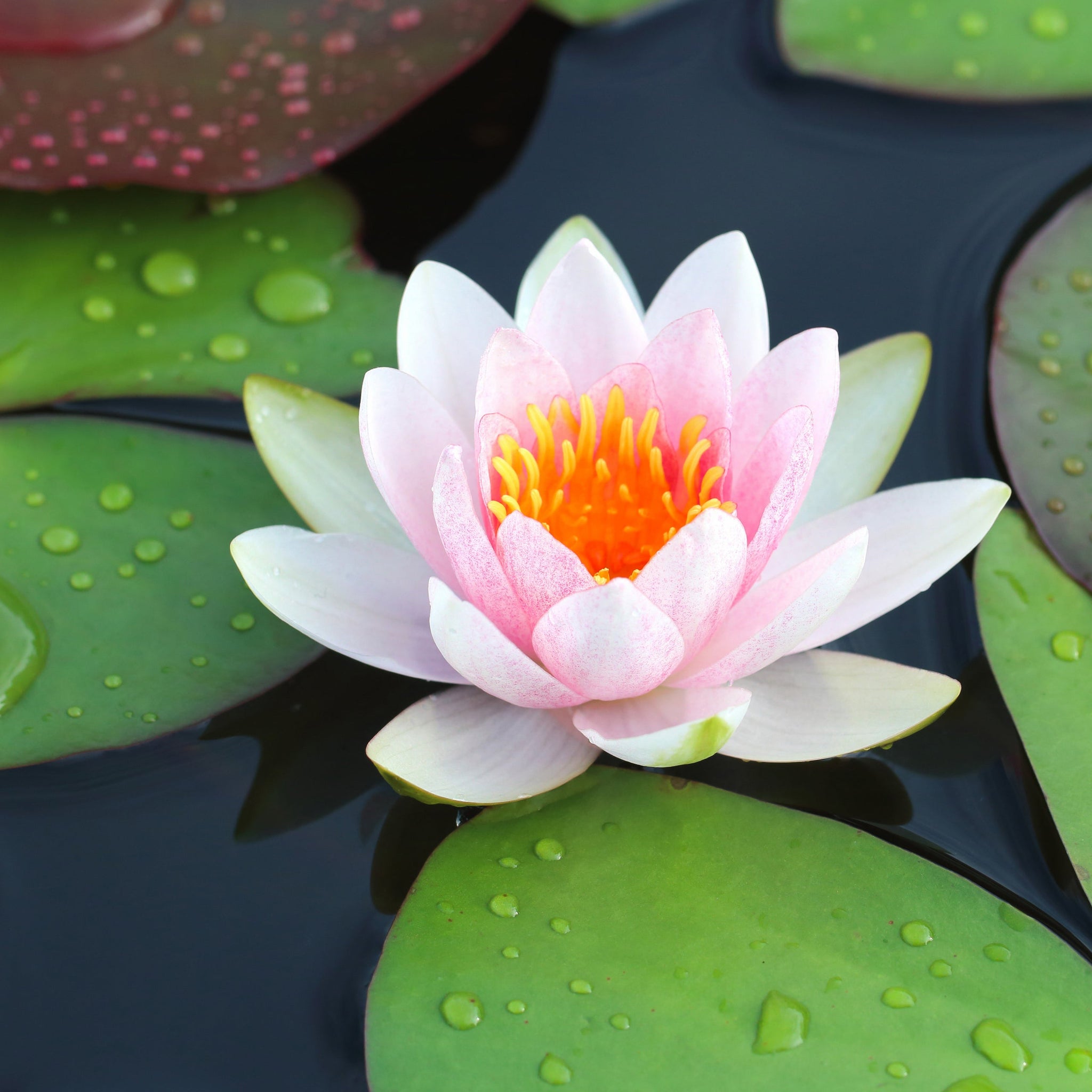 Water Lily