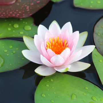 Water Lily