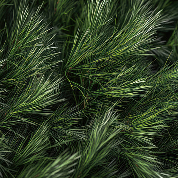 Pine Needles