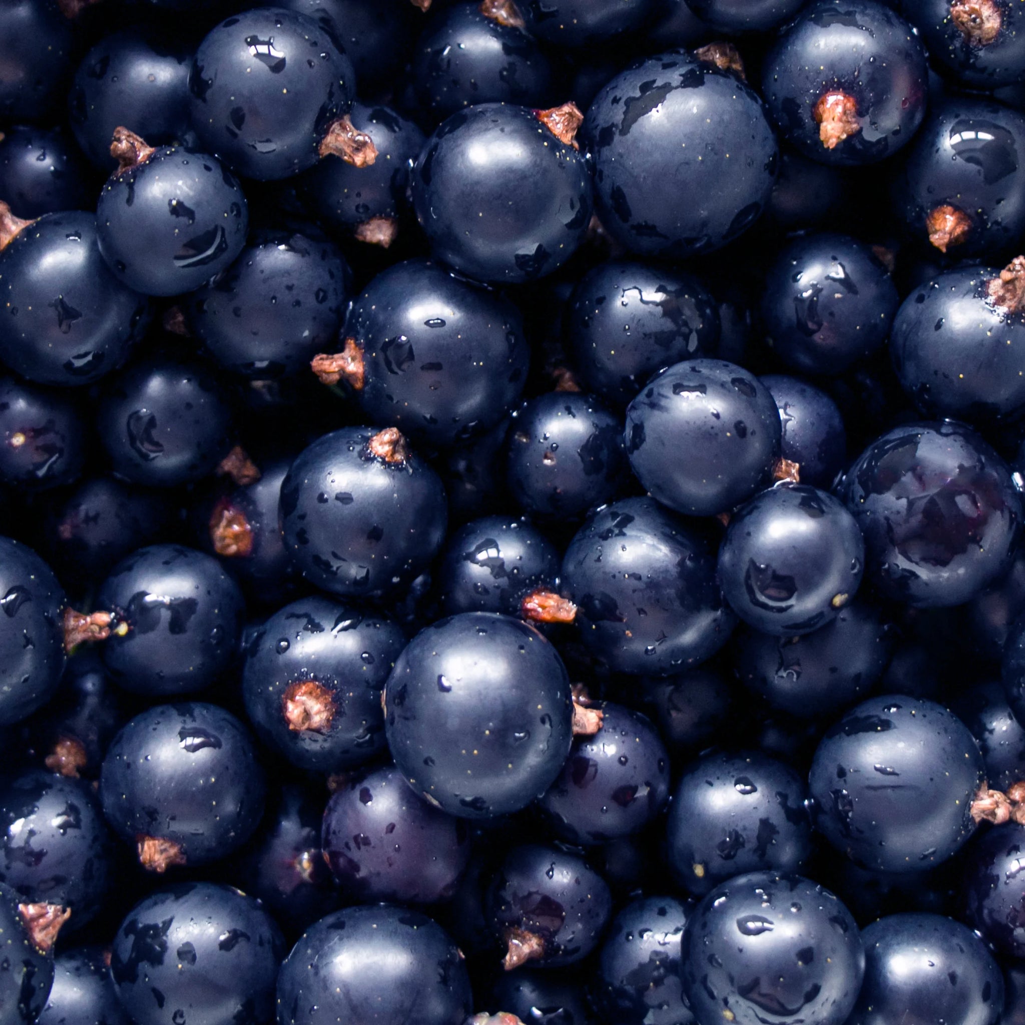 Black Currant