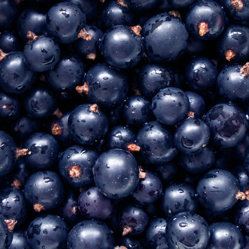 Black Currant
