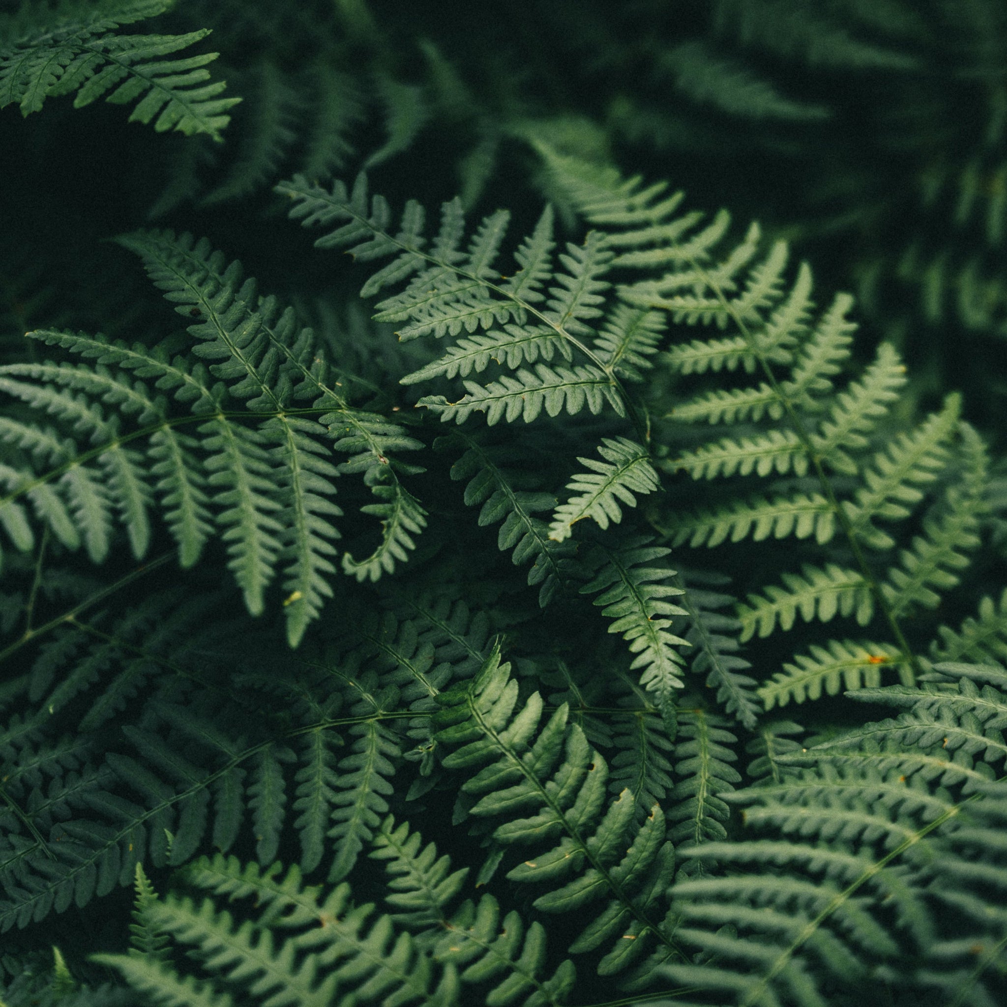 Fern
