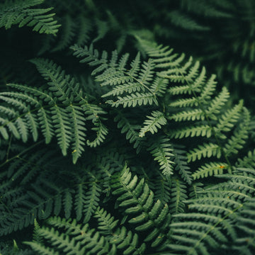 Fern